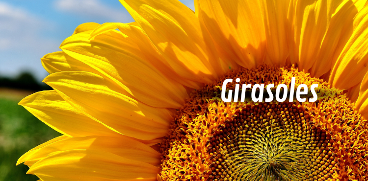 Girasoles